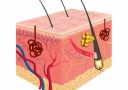 skin diagram 1