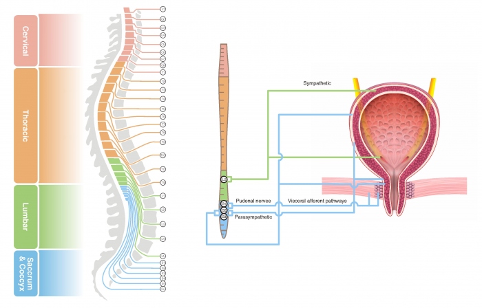 Bladder Autonomic Innervation How Your Bladder Works - SpinalHub